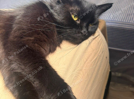 British shorthair mixed