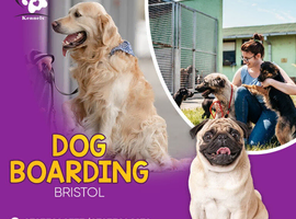 Safe & Comfortable Dog Boarding at Highfield Kennels