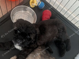 Male pup black with white chest mixed with shitzu and cavapoo