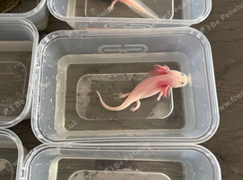 Rescue Axolotl Looking For New Homes