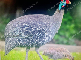guinea fowl hatching eggs for sale in torquay