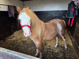 Welsh A Mare lightly Ridden and driven