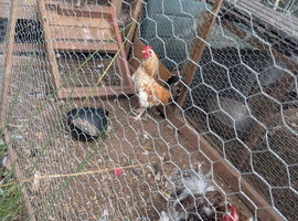 2 spot bantam chickens 1 hen 1cock also 1 cock frazzle