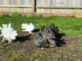 Indianfantail Pigeons