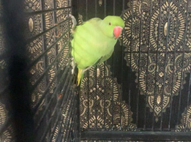Indian ringneck male