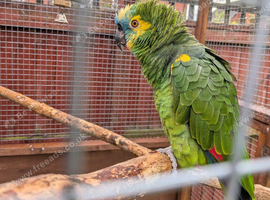 2 Blue fronted Amazons.