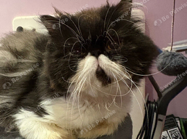 Handsome male Persian