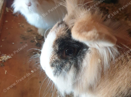 2 lion head boy rabbits