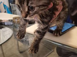 Female kitten