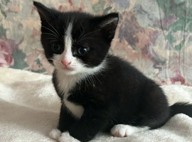 4 KITTENS LOOKING FOR A NEW HOMES
