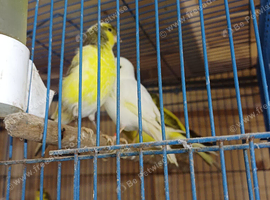 11 fife canaries