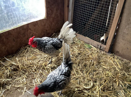 SILVER SEBRIGHT COCKERELS.