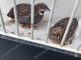 Chinese painted quail pairs 8 weeks old