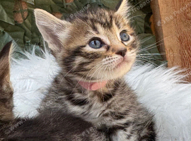 FULL GINGER KITTENS AND GREY TABBY KITTENS TO RESERVE