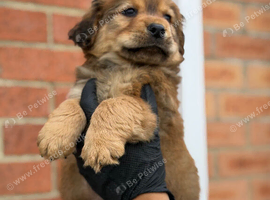 Chow chow X
