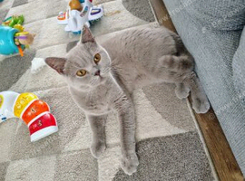 Female British shorthair