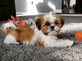 Stunning Kc registered Shih tzu puppies