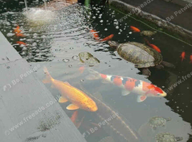 DJB POND FISH REHOMING