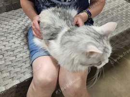 18 month old female maine coon
