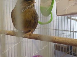 Lovely female canary