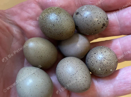 Chinese Painted Button Quail Hatching eggs