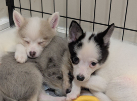 Ready to go now Stunning F3 Pomsky Puppies &ndash; Rare Colors