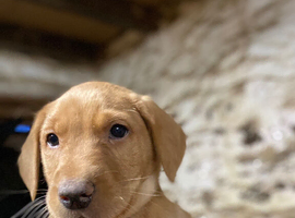 Lab puppies ready next week