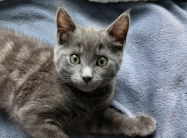 British shorthair boy