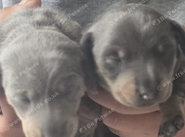 2 female dachshund puppies