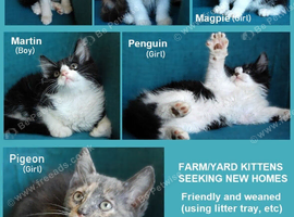 Lovely kittens looking for new homes! Kent (Near Canterbury)