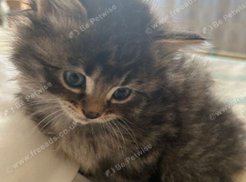 4 beautiful kittens