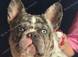 1 year old blue eyed frenchie