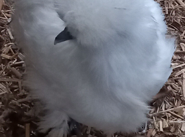 Silkie bantam females