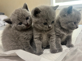 BSH kittens