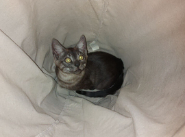 Last Bengal Kitten &ndash; Ready Now