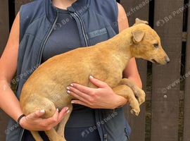 10 week old microchipped quality lurcher pups