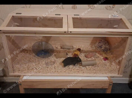 For sale my hamster