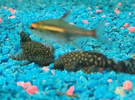 Bristlenose Plecs
