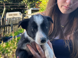 6 gorgeous collie puppies