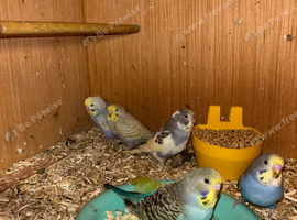 Young Budgies's for sale