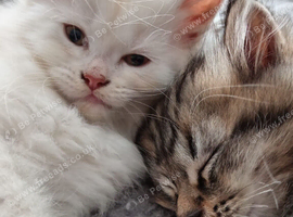 Gorgeous Maine Coon x Persian Kittens - &pound;450 Each!