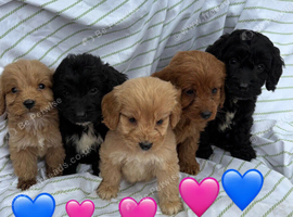 5 adorable cockerpoo
