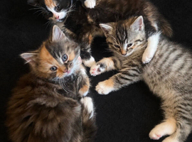 Kittens