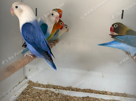 Stunning Various Baby Lovebirds