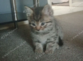 Tabby kitten 8 weeks old