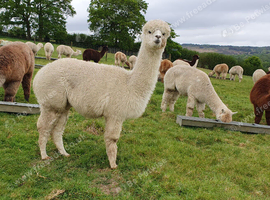 A trio of pretty, easy to handle, female alpacas