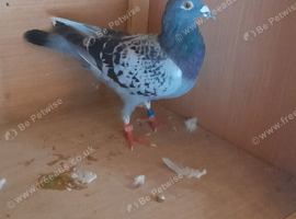 Male raceing pigeon