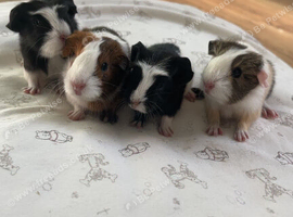BABY GIRLS
