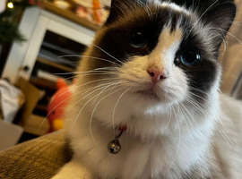 Ragdoll male