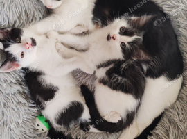Kittens 1 available
